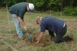 Planting a American Chestnut Tree