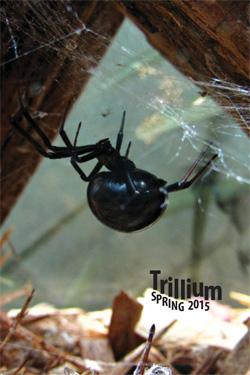 2015 Trillium Cover