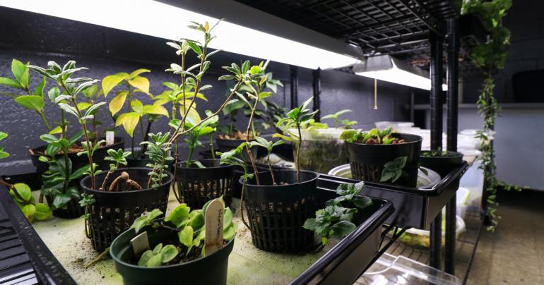 Plant species growing in the Glenville State College Conservation Center.