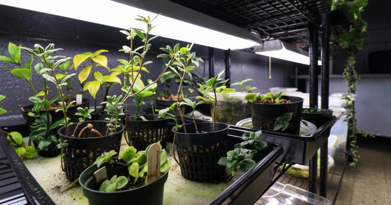 Conservation Center Plant species growing in the Glenville State College Conservation Center.