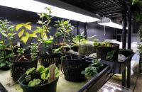 Plant species growing in the Glenville State College Conservation Center.