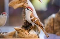 A carved chipping sparrow on display as part of Claude and Ethel Kemper “The Birds of My Hollow” collection at Glenville State College’s Robert F. Kidd Library. (GSC Photo/Kristen Cosner)