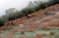 GSC's Department of Land Resources will offer a Wildlife Management major within their Bachelor of Science in Natural Resource Management Program beginning fall 2020