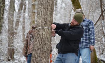 Student Measuring Tree