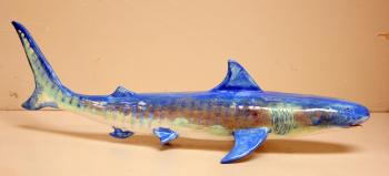 Travis Crider - Shark